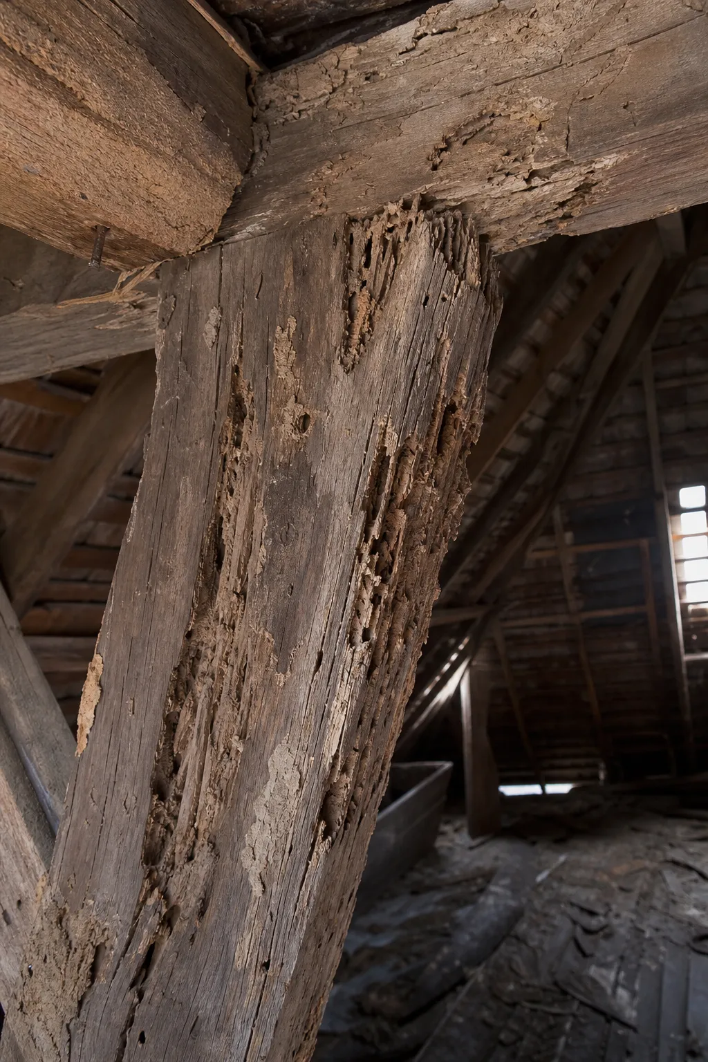 Charpente ancienne attaquée par la mérule et les termites en Seine-Saint-Denis